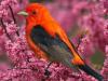 Oiseau (magnifique)