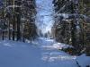 Foret en hiver