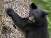 L'ours noir