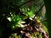 Bambousaie Plantes Grasses