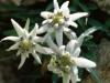 Fleurs de nos montagnes