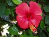 Fleur du maroc
