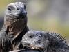 Iguanes