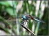 Libellule 2
