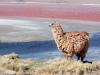 Lama 2