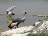 Grue pelican et ibis
