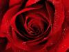 Rose rouge